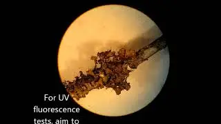 Removing cortex on lichen Tuckermannopsis americana