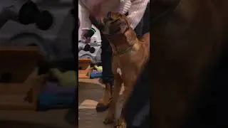 DOG WITH UNEVEN HIPS?? 🐶 Animal Chiropractor