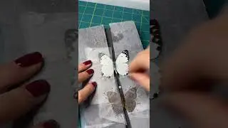 Preserving a dead Calypso white butterfly #entomology #insectcollection #shortvideo #butterfly