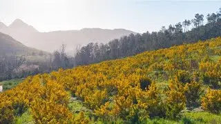 Kaukou Honeybush Tea - Smell & Taste the Heritage