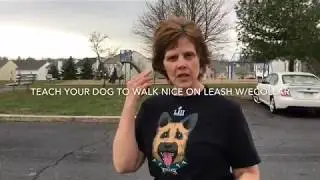 Teach Your Dog to Walk Nice on a Leash with Ecollar