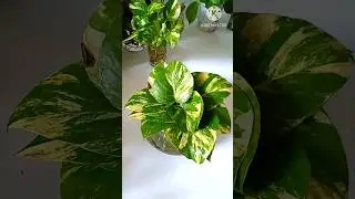 DIY Money Plant Propagation and Decor #shots #shorts #moneyplant