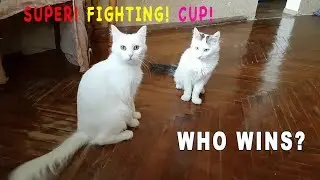 Funny cat video - *SUPER FIGHTING - Who wins??