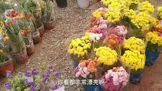 北京人气最旺的鲜花市场，郁金香桂花牡丹康乃馨梅花菊花，全10元 #花市 #花卉市场 #买花 #逛花市 #花卉