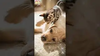 This is what unconditional patience and trust looks like. ❤️ #shorts #cute #aww #animals