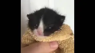 Asian man yelling at kitten meme complation