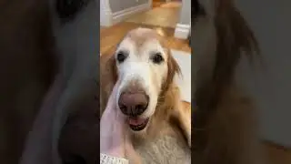Almost 13 years dog, Loy&rsquo;s today