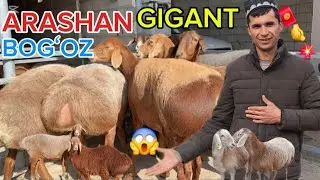 😱GʻULOMJON AKAMIZGA QIRGʻIZISTON TOZZA LINYALI QOCHQOR VA GIGANT ARASHAN BOGʻOZ SOVLIQLAR YETIB KELD