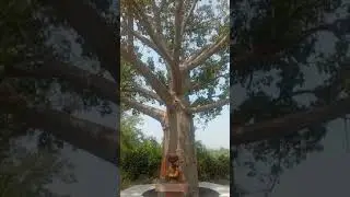 Kalpvriksh Tree Kesla Itarsi. Madhya Pradesh. #kalpvriksh #satpura
