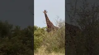 Wild Giraffes Being Super Chilled😎🦒