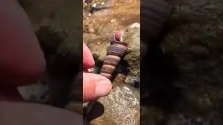 wow Amazing Big Eel Fishing #Eelfishing ##Bigeel #Short