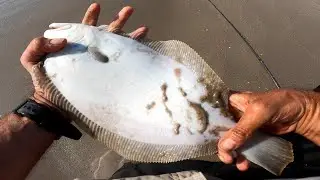 Summertime Fishing for Fluke / Summer Flounder with the GULP!