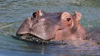 Hippo Relaxing In Water