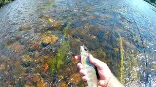 p&ecirc;che &agrave; la mouche s&egrave;che et &agrave; la nymphe sur la Dordogne