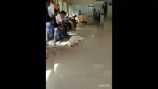 Best Veterinary Hospital