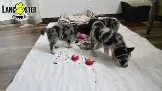 Sweet Pomsky Puppies