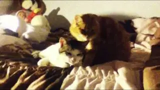 Petite dose d'amour