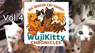 Cute kittens and Daily Life |WujiKitty Chronicles Vol.4 #relaxwithcats