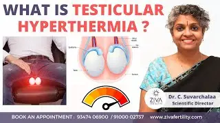 Testicular Heat || Can Overheating of Testicles Lead to Infertility || Dr C Suvarchalaa