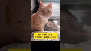 Mr fresh from different angle || #mrfresh #catlover #orangekitten #fypシ