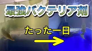 【効果抜群】白濁水槽に悩んでいたので最強バクテリア剤を使ってみたらピカピカになった