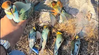 استفتاحيه موسم الورور 🤩30&31 آب وبل١٢ رفيع😈صيد الورور في لبنان🇱🇧