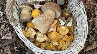Wreszcie kurki! Grzybofil / Pieprznik - wyjście czwarte