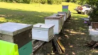 2 mistakes for 2024 honey crop