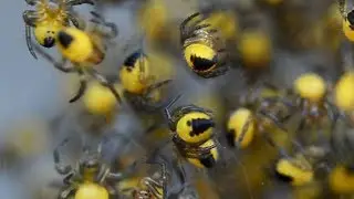 Kruisspin Araneus diadematus, clustergedrag juvenielen