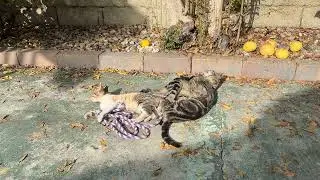 Playing Rope