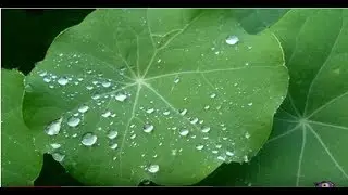 What we can learn from lotus leaf to self cleaning surface (SciVId 2017-D )