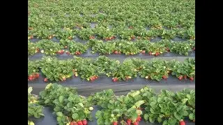 Strawberry Singh's Relaxation Challenge