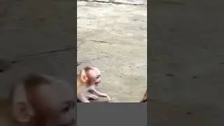 CAN'T REACH MOM BABY MONKEY CRIES SEIZURE  #SHORTS