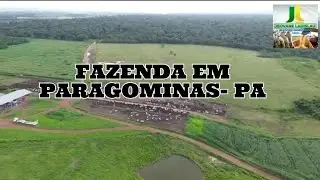 FAZENDA NO PARÁ 