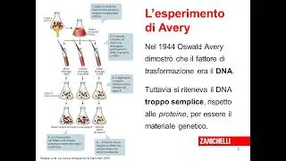 GENETICA Griffith & Avery