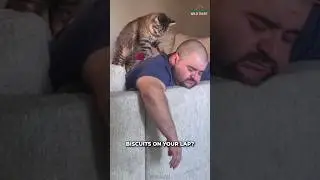 Почему кошки любят печь печенье?