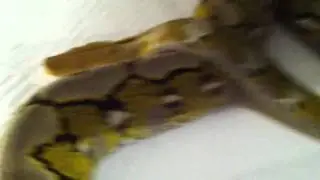 Platinum Retic