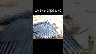 Чёрной цапле страшно?