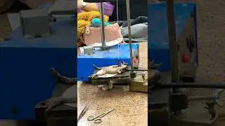 (POV:Egypt Ep.36) Pacemaker of the Frog&rsquo;s Heart Experiment #medicalstudent #physiology #medschool