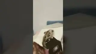 Чай сегодня не индийский