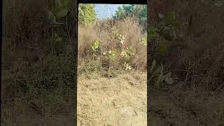 #shortsvidio #funny #viral #comedy #duet #trend #love #trending #love #duet