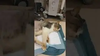 Magnetoterapia kot