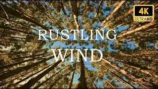 Serene Forest Ambience - Tree Canopy Swaying in the Wind | Relaxing Nature Sounds