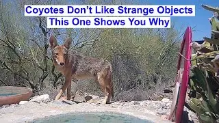 Coyote's Silent Standoff With The Unknown