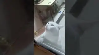 The man took his cat to help catch mice, but something went wrong... #shorts #funny #cat