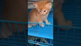 parision cat #for sale #in muzaffarnagar #uttar pradesh #9368414805 #😉😉😉😉😉