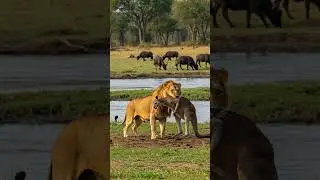 Lion and Kangaroo near the river #wildlife #animals #wildanimals #documentary