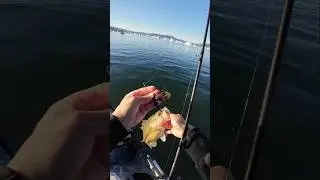 Pb&j gets a nice one offshore! #simonsaysher #bassfishing #jigfishing #spottedbass #kayakfishing