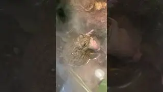 Giant African Bull Frog Chowin Down Down Mouse Dinner! #foryou #yummy #amphibians
