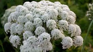 Бело-зеленые вершки оранжевых корешков.Морковь/White-green tops of orange roots.Carrot